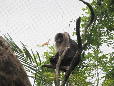 Cotton-Top Tamarin #5