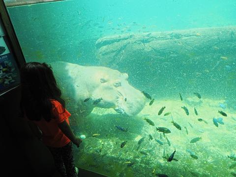 Swimming hippopotamus #2