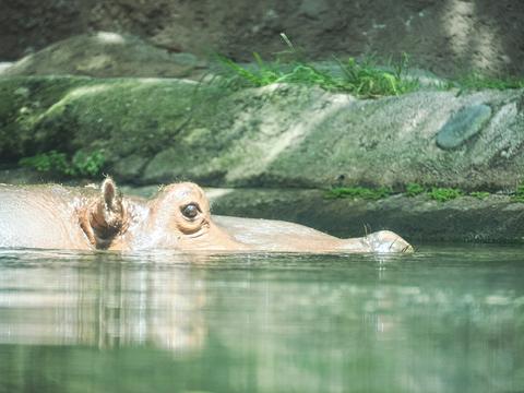 Hippo searching #2