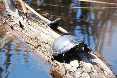 Turtle