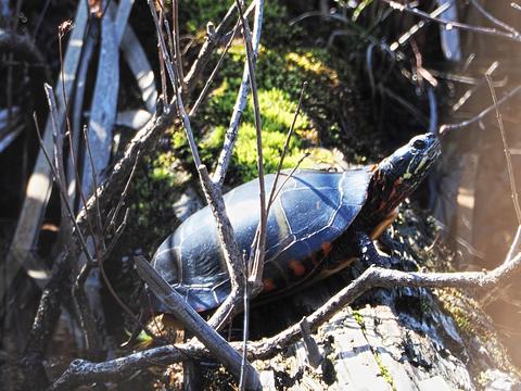 Turtle #2