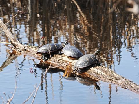 Turtles