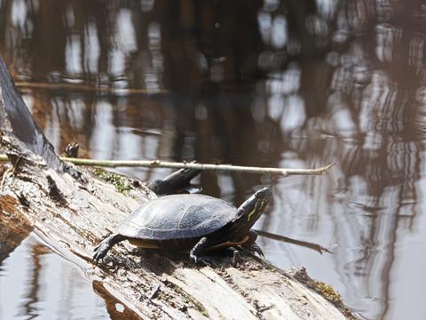 Turtle #3
