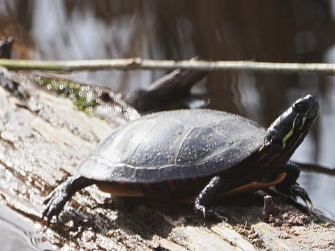 Turtle #4