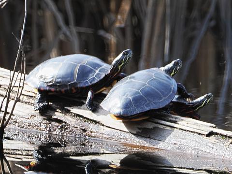 Turtles #3