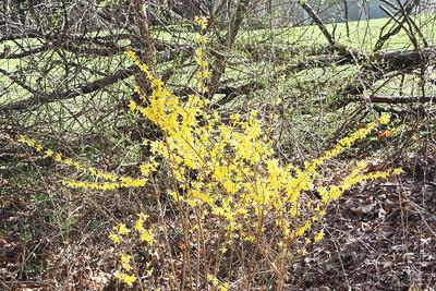 Forsythias