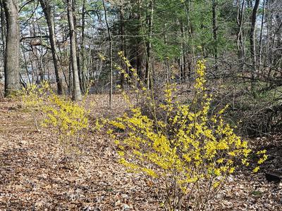 Forsythias #2