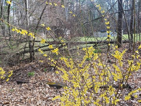 Forsythias #3