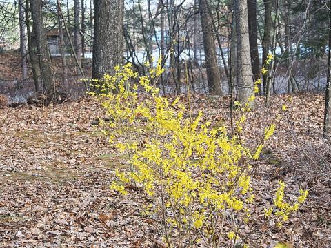 Forsythias #5