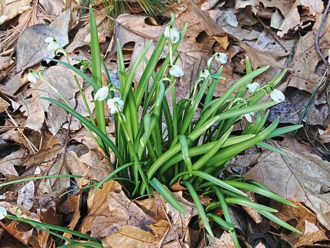 Snowdrop