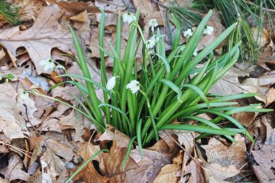 Snowdrop #2