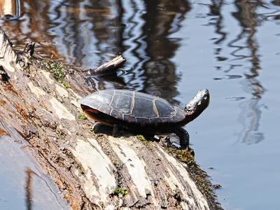 Turtle #5