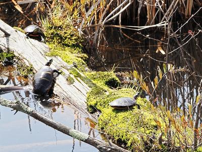 Turtle meeting