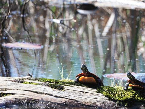 Turtles #4