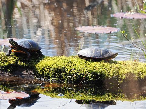 Turtle argument