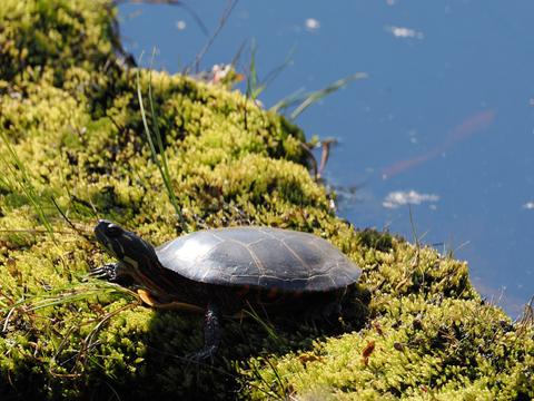 Turtle #6