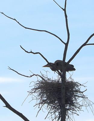 Great Blue Heron