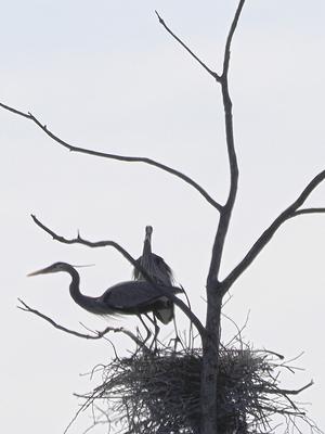 Great Blue Heron #2