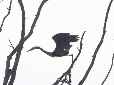 Flying Great Blue Heron