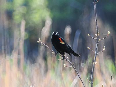 Red-wing blackbird