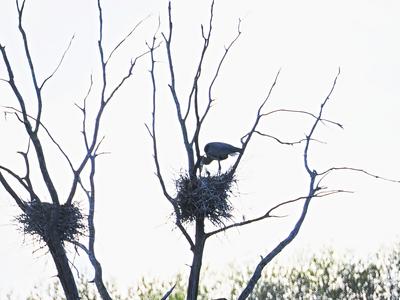 Great Blue Heron #5