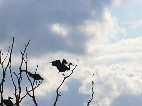 Great Blue Herons in the shadows