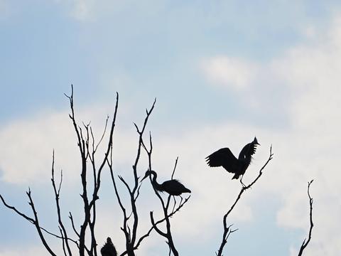 Great Blue Herons in the shadows #3