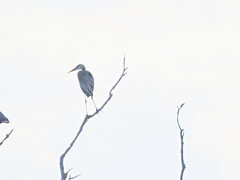 Great Blue Heron #6