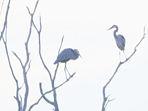 Great Blue Herons #3