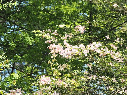 Dogwood #5