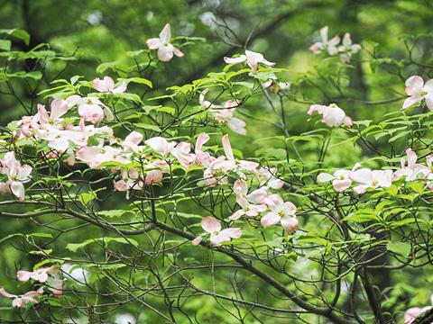 Dogwood #9