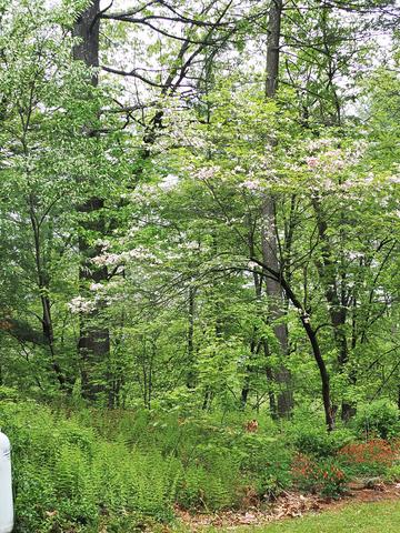 Dogwood #10