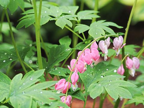 Bleeding hearts #3