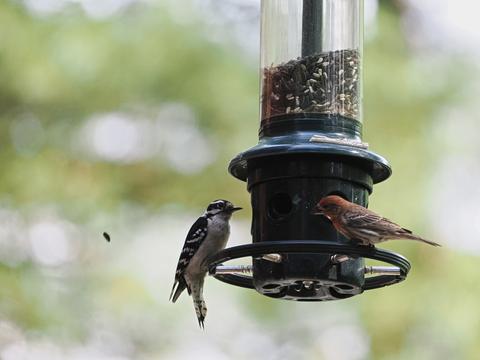 Birds at the feeder #3