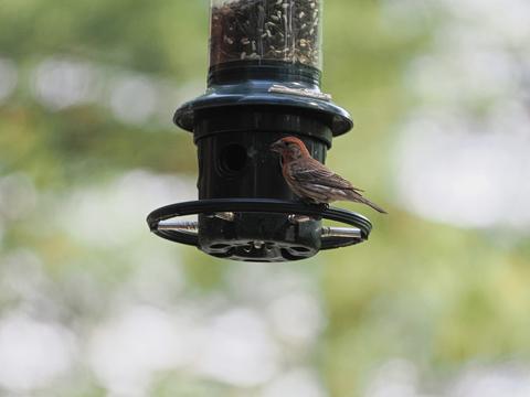 Purple finch