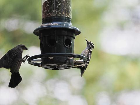 Birds at the feeder #4