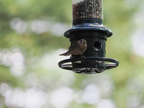 Bird at the feeder #4