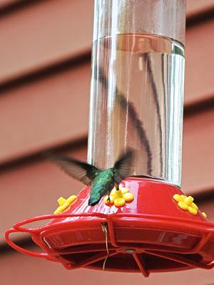 Hummingbird at the feeder