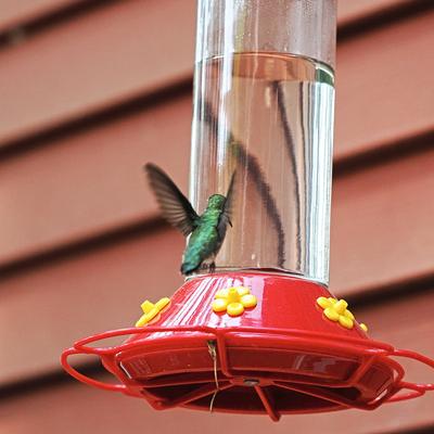 Hummingbird at the feeder #2