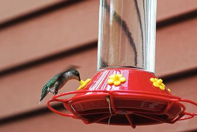 Hummingbird at the feeder #3