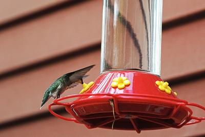 Hummingbird at the feeder #4