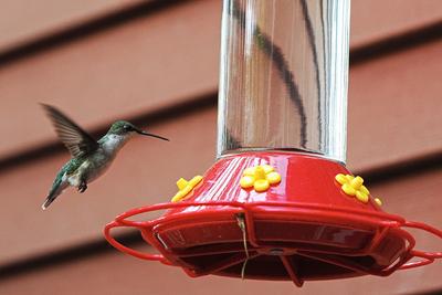 Hummingbird at the feeder #5