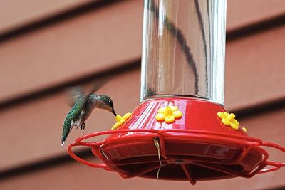 Hummingbird at the feeder #6