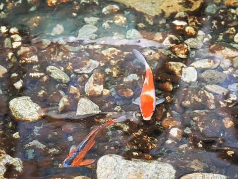 Koi
