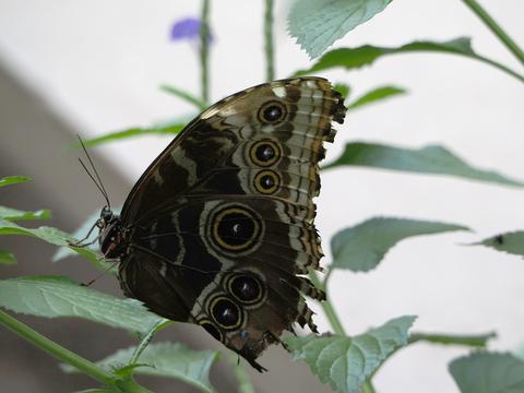 Butterfly #6