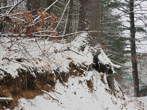 Tree roots in winter