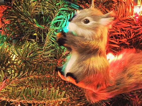 Squirrel ornament