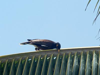Common Mynah