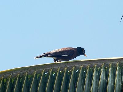 Common Mynah #2