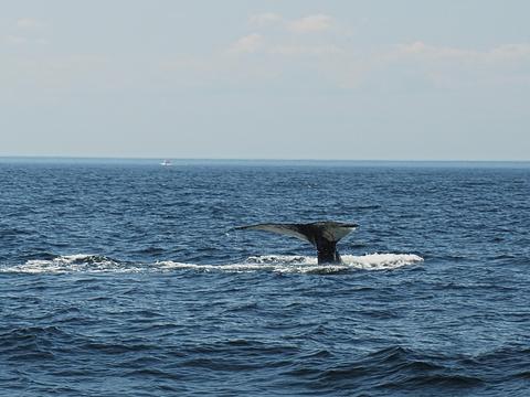 Whale tail #5